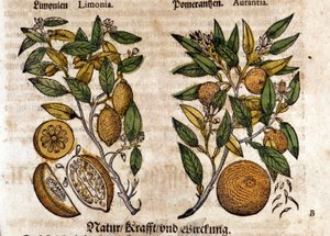 Sitrusen. Appelsin og sitrontre. Gravering - i "" Kreutterbuch dess høyt lærde og velkjente Mr. D. Petri Andreae Matthioli"" av Pietro Andrea Mattioli (Matthiole) (1500-1577). Frankfurt