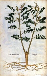 Lakrisen. Gravering - i "" Kreutterbuch dess høyt lærde og velkjente Mr. D. Petri Andreae Matthioli"" av Pietro Andrea Mattioli (Matthiole) (1500-1577). Frankfurt av Pietro Andrea Mattioli
