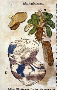 Rabarbraen. Gravering - i "" Kreutterbuch dess høyt lærde og velkjente Mr. D. Petri Andreae Matthioli"" av Pietro Andrea Mattioli (Matthiole) (1500-1577). Frankfurt av Pietro Andrea Mattioli