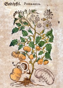 tomat. Gravering - i "" Kreutterbuch Dess høyt lærde og velkjente Mr. D. Petri Andreae Matthioli"" av Pietro Andrea Mattioli (Matthiole) (1500-1577). Frankfurt