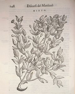Ekte myrte (Myrtus communis), gravering av Pier Andrea Mattioli