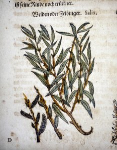 Willow Branch - I "" Herbarium mattioli"" av Pietro Andrea Mattioli