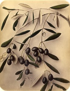 Oliven, 1870-tallet (albumintrykk) av Pietro Guidi