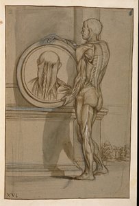 Ms Hunter 653 Plate XVI, anatomisk tegning, ca. 1610 (blyant og kritt på papir) av Pietro da Cortona