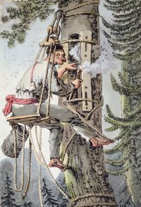 Bonde i Podlaskie-provinsen i Polen samler honning, tidlig på 1800-tallet (farge litho) av Polish School