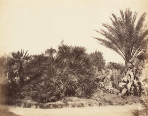 Pincian Garden, Roma, 1853-56. av Possibly by Jane Martha St. John.