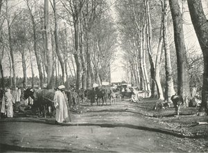 Arabisk messe og marked, Boufarik, Algerie, 1895.