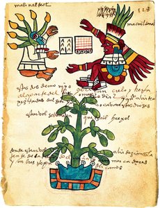Kakaotre fra Codex Tudela, 1553 av Pre Columbian art