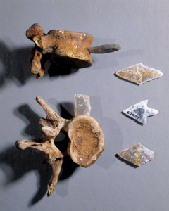 Flint med forhistorisk bein i, Museum of National Antiquities. av Prehistoric Prehistoric