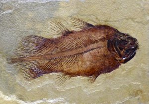 Fossilt fotavtrykk av karbon-coelacanth (objekt) av Prehistoric Prehistoric