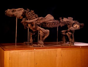 Forhistorie; dinosaurer: skjelett av ichthyosaur. Paris, naturhistorisk museum av Prehistoric Prehistoric