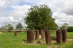 Forhistorie: Megalittisk sirkel av steiner fra Wassu, Gambia (bilde) av Prehistoric Prehistoric