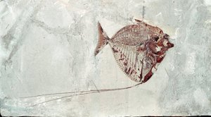 Forhistorie: Mene Rhombea fiskefossil fra stedet Bolca-fjellet (Italia). Eocen periode. Museo civico di storia naturale, Milano av Prehistoric Prehistoric