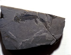Forhistorie: Perm-tid, paleozoikum. Branchiosaurus (Brahiopode) fossil. Finn i Rotliegen i Tyskland av Prehistoric Prehistoric