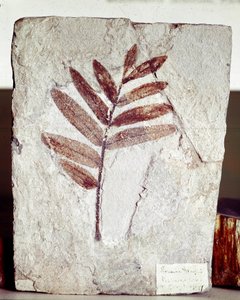 Forhistorie: grenfossil i kalkstein fra stedet for Bolca-fjellet (Italia). Eocen periode. Museo civico di storia naturale, Milano av Prehistoric Prehistoric
