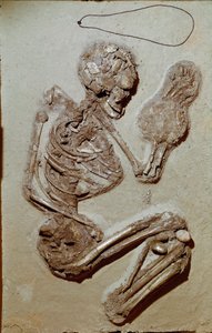 Forhistorie: kvinneskjelett fra øvre neolitikum. Chiozza-kulturen. 2900-2700 f.Kr. Reggio Emilia, samfunnsmuseer, Chierici-museet, Italia av Prehistoric Prehistoric