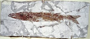 Forhistorie: fiskefossil Sphyraena Bolcensis fra stedet Bolca-fjellet (Italia). Eocen periode. Civic Museum of Natural History, Milano av Prehistoric Prehistoric