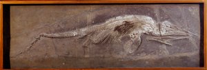 Forhistorie: fossil av Pareiasaudor, forhistorisk dyr, Paris, naturhistorisk museum av Prehistoric Prehistoric