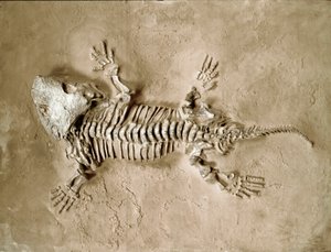 Forhistorie: fossiler av Seymouria Biolorensis amfibiekrypdyr fra Texas i USA. Perm periode. Civic Museum of Natural History, Milano av Prehistoric Prehistoric