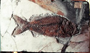 Forhistorie: fossil av Sparnodus Elongatus-fisk fra stedet for Bolca-fjellet (Italia). Eocen periode. Museo civico di storia naturale, Milano av Prehistoric Prehistoric