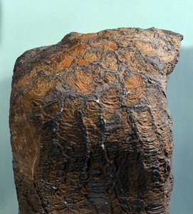 Forhistorie: fossil av Stromatolitt (eller stromatolitt), marin bergart, arkeozoikum. funnet i Mauritania. av Prehistoric Prehistoric