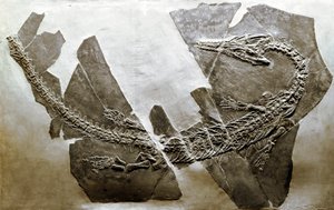 Forhistorie: fossil av vannkrypdyret Askeptosaurus italicus fra Besano (Italia). Periode av mellomtrias. Museo civico di storia naturale, Milano av Prehistoric Prehistoric