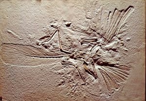 Forhistorie: fossil av fuglen Archeopteryx (archeopteryx) Lithographica fra stedet Solnhofen (Tyskland). Overlegen jura. Museo civico di storia naturale, Milano av Prehistoric Prehistoric
