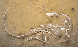 Forhistorie: fossil av dinosauren Coelophysis. Periode av øvre trias. Museo civico di storia naturale, Milano av Prehistoric Prehistoric
