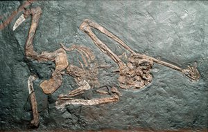 Forhistorie: fossil av den store Primate Oreopitheque (Oreopithecus bambolii) fra Mount Bamboli (Grosseto). miocen tid. Civic Museum of Natural History, Milano av Prehistoric Prehistoric