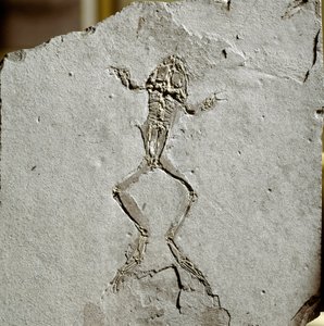 Forhistorie: froskefossil fra Pueyoi da Tervel-området i Spania. miocen tid. Civic Museum of Natural History, Milano av Prehistoric Prehistoric