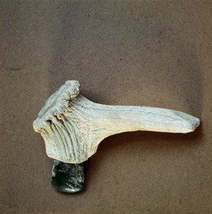 Forhistorie: grønn steinøks med hjortehornskaft fra hulen Pollera (Finale Ligure), Liguria. Mellomneolitikum, steinalder. Gener, museo di archeologia ligure av Prehistoric Prehistoric