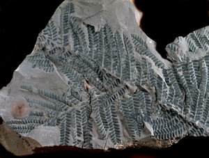 Forhistorie: periode med høyere karbon. Fossil av Acitheca Poymorphe fra bregnefamilien. Finn i Gottelborn i Tyskland av Prehistoric Prehistoric