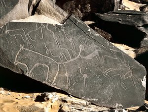 Forhistorie, bergkunst: gravstein som viser løver, antiloper, struts og storfe. Steinalder 5000-2000 f.Kr. Taghit, Haut plateau du Hoggar, Algerie av Prehistoric Prehistoric