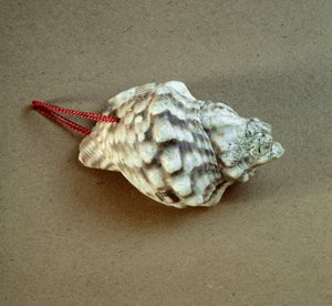 Forhistorie: skall av Triton nodifer gjennomboret, brukt som en fløyte fra Necropole of Arene Candide (Finale Liguria), Liguria. Mellomneolitikum, steinalder. Gener, museo di archeologia ligure av Prehistoric Prehistoric