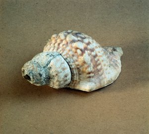 Forhistorie: skall av Triton nodifer gjennomboret, brukt som en fløyte fra Necropole of Arene Candide (Finale Liguria), Liguria. Mellomneolitikum, steinalder. Gener, museo di archeologia ligure av Prehistoric Prehistoric