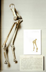 Forhistorie: skjelett av ben til Moa Dinornis, gigantiske fossile fugler fra New Zealand som ikke flyr. krittperioden. Museo civico di storia naturale, Milano av Prehistoric Prehistoric
