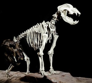 Forhistorie: skjelett av hulebjørnen (Ursus spelaeus) fra Caves del Bandito a Roaschia i Italia. Periode av Pleistocene. Museo civico di storia naturale, Milano av Prehistoric Prehistoric