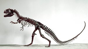 Forhistorie: skjelett av dinosauren Allosaurus fragilis. Periode av øvre jura. Civic Museum of Natural History, Milano av Prehistoric Prehistoric