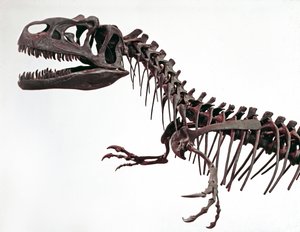 Forhistorie: skjelett av dinosauren Allosaurus fragilis. Periode av øvre jura. Civic Museum of Natural History, Milano av Prehistoric Prehistoric