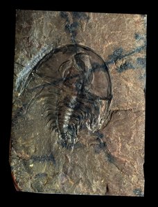 Forhistorie: trilobitt Olenellus fossil (leddyr). Paleozoikums tidsalder, perioden i kambrium. Finn i Utah, USA av Prehistoric Prehistoric