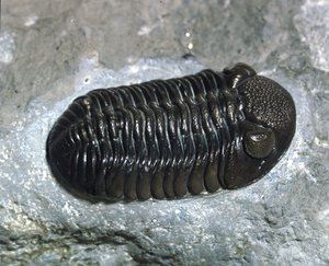 Forhistorie: trilobitt Phacops Rana fossil (leddyr). Alder av paleozoikum, periode av devon. Finn i Ohio, USA av Prehistoric Prehistoric