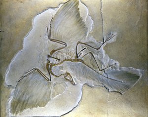 Primitive fugler ble kalt Archaeopteryx. Komplette fossiler er funnet i Bayern, i øvre jura-skifer. av Prehistoric Prehistoric