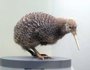 Prøvefugl utstoppet kiwi (apterygides), ute av stand til å fly. Auckland Museum, New Zealand av Prehistoric Prehistoric
