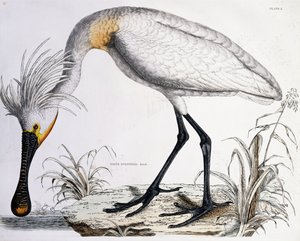 Hvit skjestork, 1834