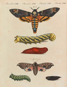 Barnas bildebok Barneleksikon av Friedrich Johann Justin Bertuch, 1798-1830.