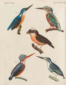 Barnas bildebok Barneleksikon av Friedrich Johann Justin Bertuch, 1798-1830.