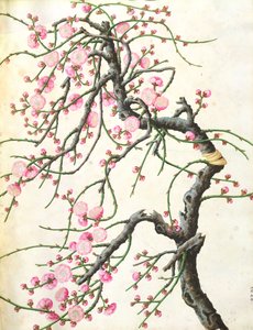 Ferskenblomst (farge på papir) av Qing Dynasty Chinese School