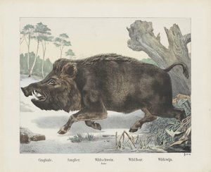 cinghiale. / Sanglier. / villsvin. / Labyrint. / Villsvin. / Villvin (tittel på objekt) av R. Schulz