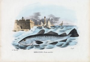 Atlantic Cod, 1863-79 av Raimundo Petraroja