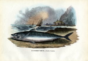 Atlanterhavsmakrell, 1863-79 av Raimundo Petraroja